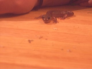 Giant salamander!